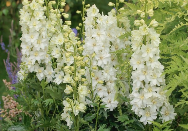 Delphinium cultorum Delgenius ™ Neva