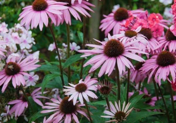 Echinacea purpurea August Koningin