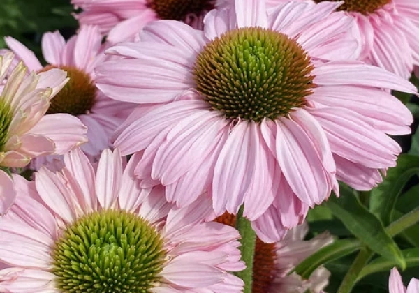Echinacea purpurea SunSeekers Blush