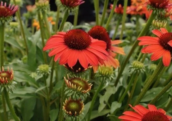 Echinacea purpurea SunSeekers Coral