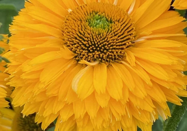 Echinacea purpurea SunSeekers Golden Sun