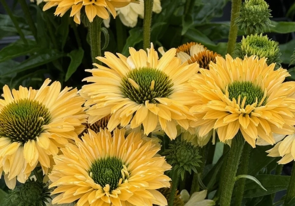 Echinacea purpurea SunSeekers Limoncello