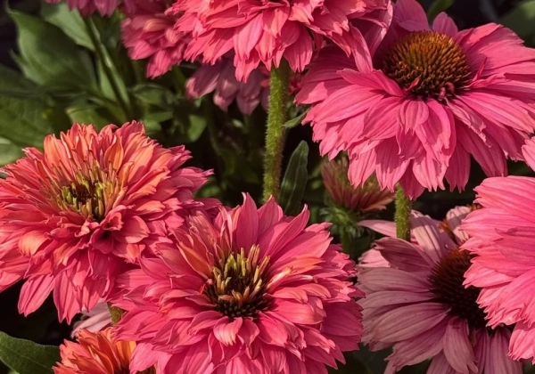 Echinacea purpurea SunSeekers Pink Grapefruit