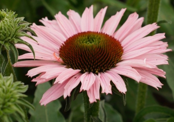 Echinacea purpurea SunSeekers Salmon