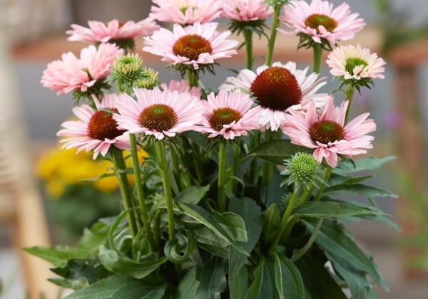 Echinacea purpurea SunSeekers Salmon