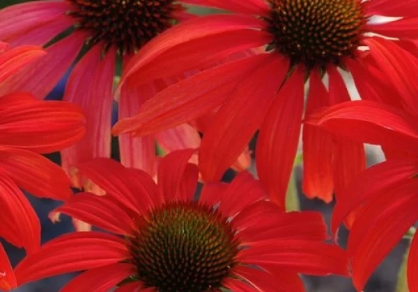 Echinacea purpurea Tomato Soup