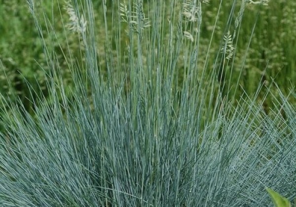 Festuca cinerea Cool as Ice