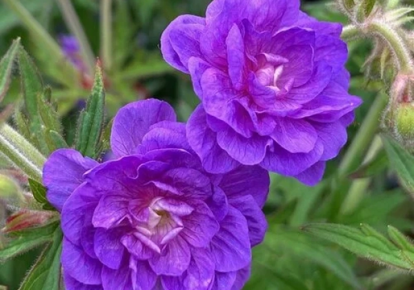 Geranium pratense Plenum Violaceum