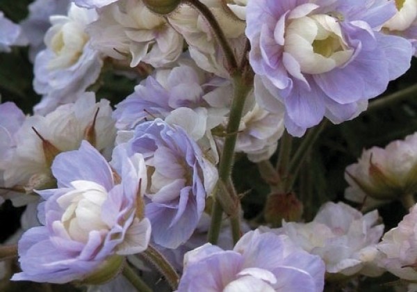Geranium pratense Summer Skies