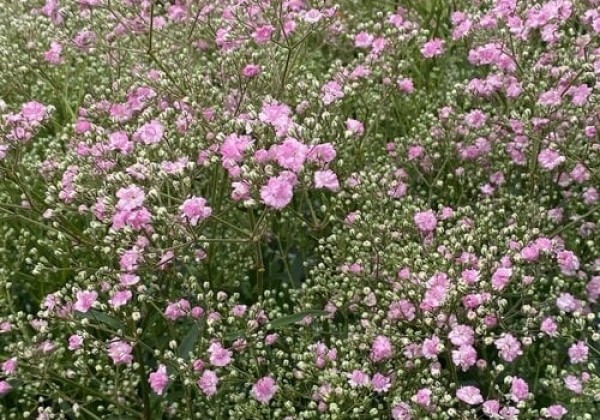 Gypsophila paniculata Flamingo
