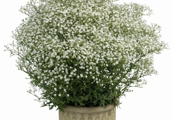 Gypsophila paniculata White Flare