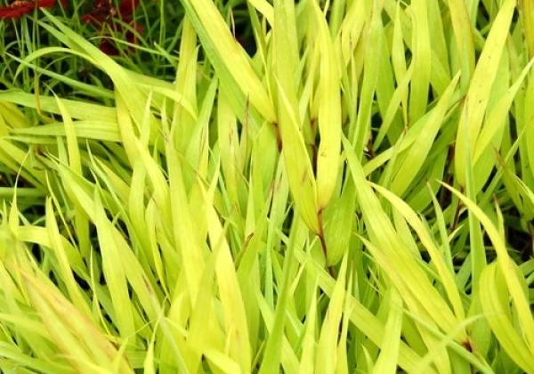 Hakonechloa macra All Gold