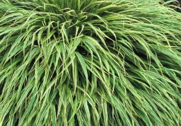 Hakonechloa macra Albo Striata