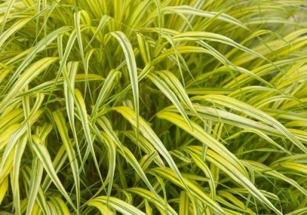Hakonechloa macra Aureola