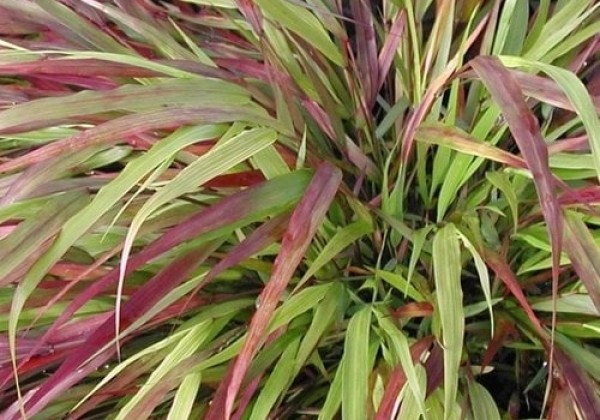 Hakonechloa macra Beni Kaze