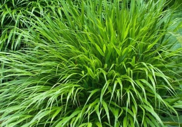 Hakonechloa macra