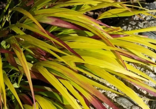 Hakonechloa macra Sunflare