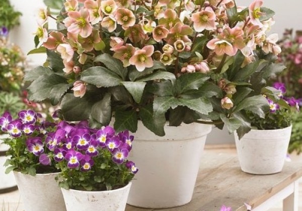 Helleborus ericsmithii Angel Glow