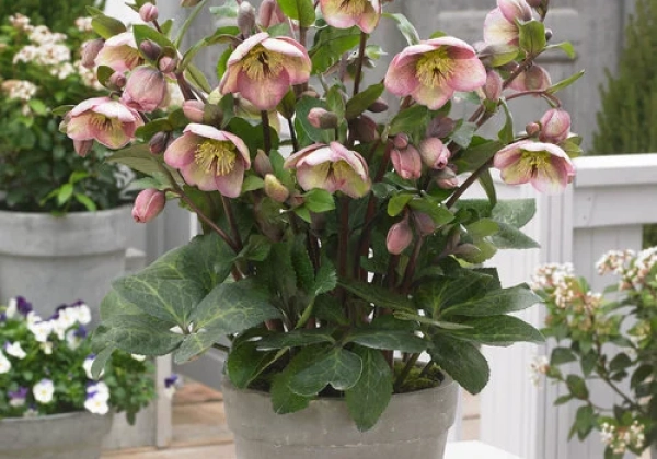 Helleborus hybrida Frostkiss Bayli's Blush