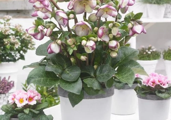 Helleborus hybrida Frostkiss Glenda’s Gloss