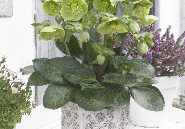 Helleborus hybrida Frostkiss Illumi Lime