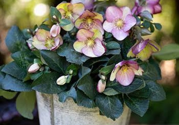 Helleborus hybrida Frostkiss Magico