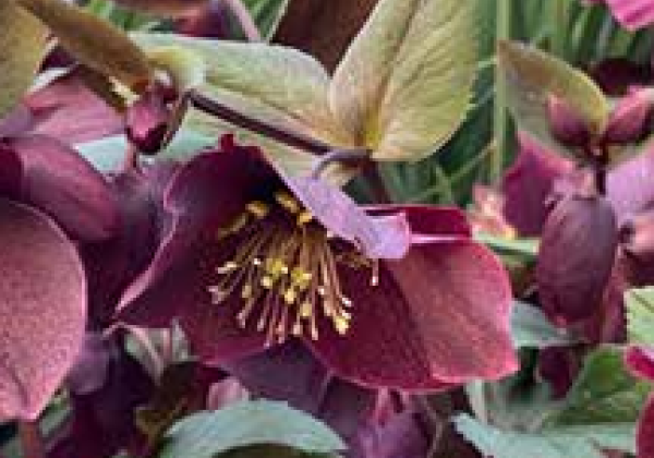 Helleborus hybridus Mammoth Eliza