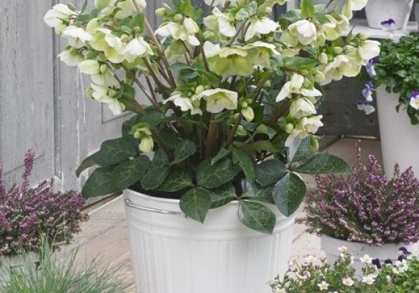 Helleborus hybrida Frostkiss Molly’s White