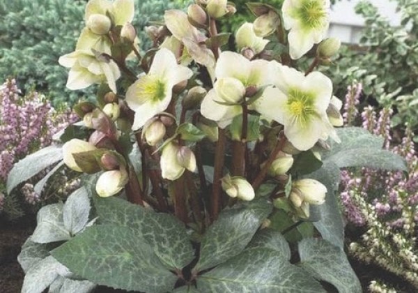 Helleborus hybrida Winter Moonbeam