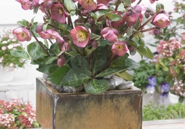 Helleborus hybrida Frostkiss Penny’s Pink