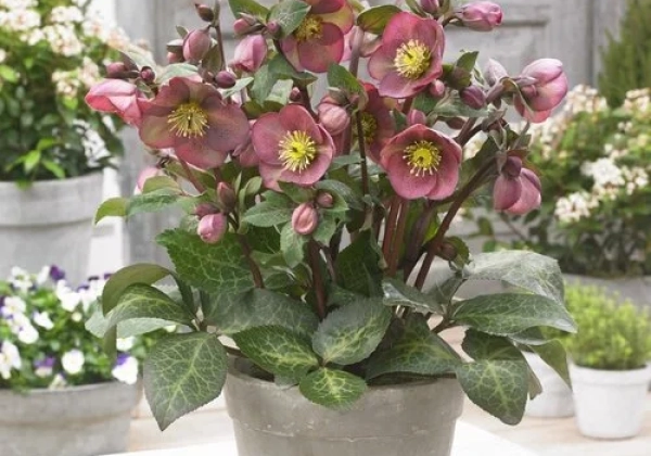 Helleborus hybrida Frostkiss Pippa’s Purple