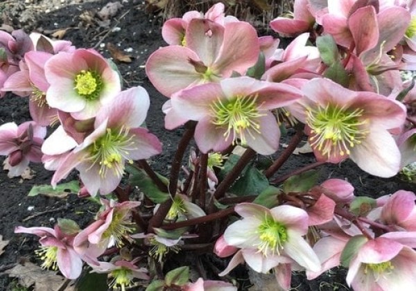 Helleborus ericsmithii Pirouette