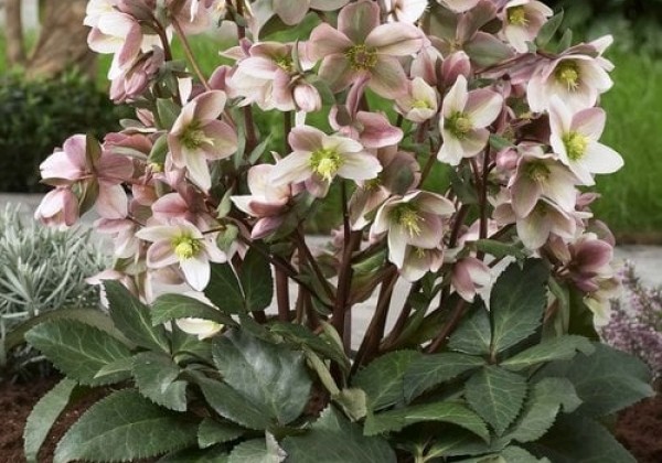 Helleborus ericsmithii Pirouette