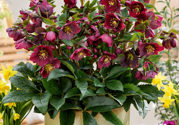 Helleborus hybridus Spring Breaker