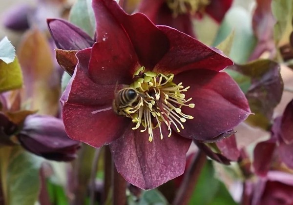 Helleborus Star of Love