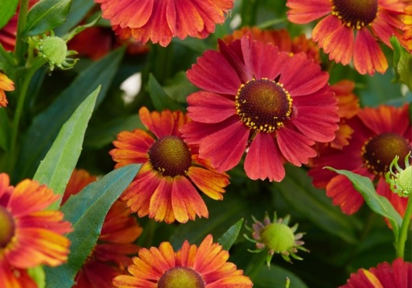 Helenium Strawberry Sundae