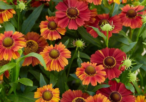 Helenium Strawberry Sundae