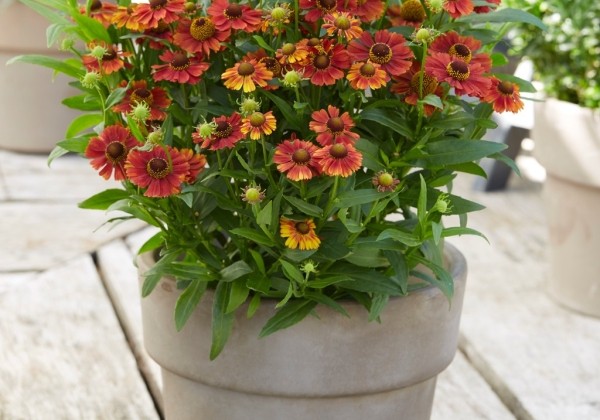 Helenium Strawberry Sundae