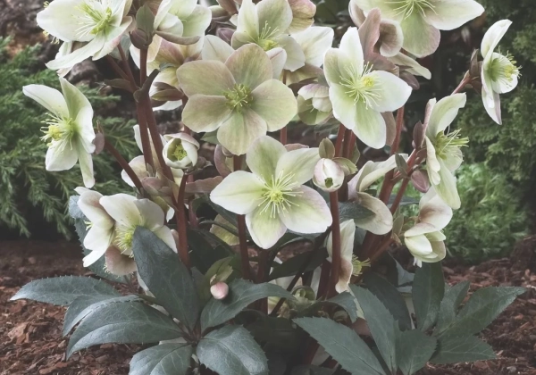 Helleborus ericsmithii Winter Sunshine