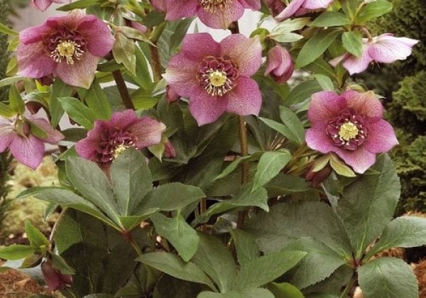 Helleborus orientalis Tutu