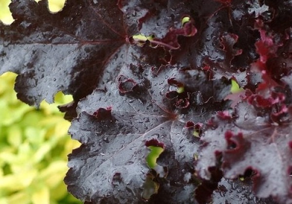 Heuchera hybrida Black Beauty