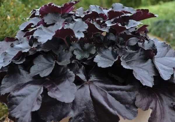 Heuchera hybrida Black Pearl