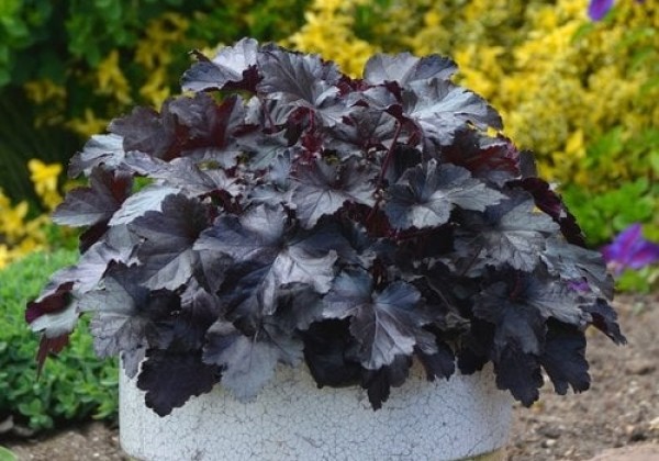Heuchera hybrida Black Pearl