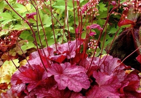 Heuchera hybrida Berry Smoothie