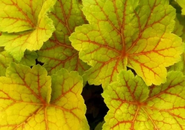 Heuchera hybrida Electra