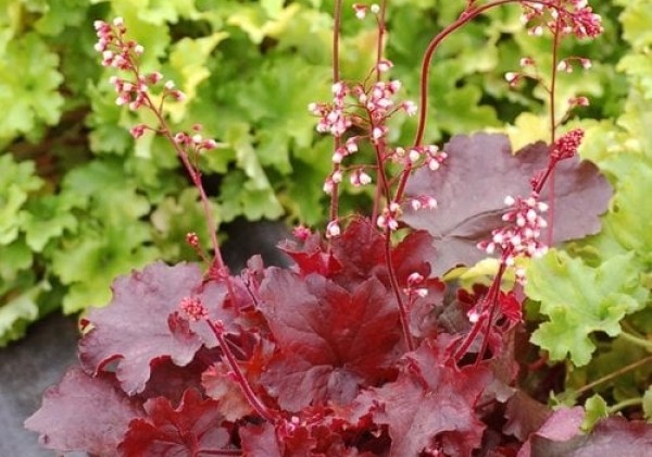 Heuchera hybrida Fire Chief