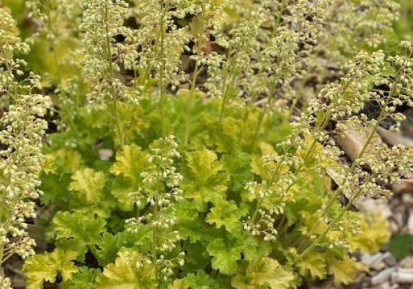 Heuchera hybrida Limeberry