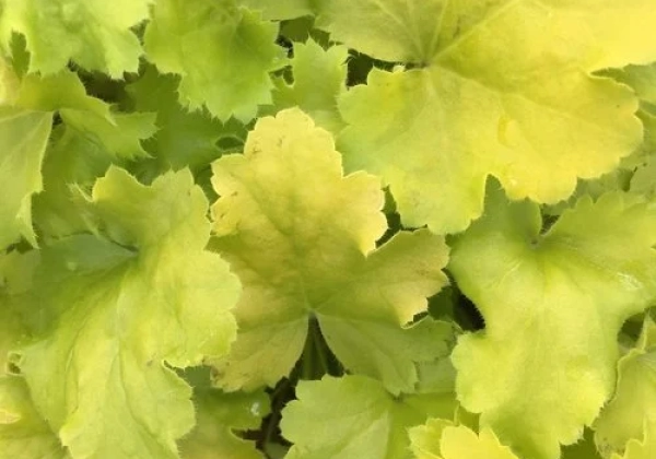 Heuchera hybrida Lemon Love