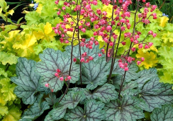 Heuchera hybrida Peppermint Spice