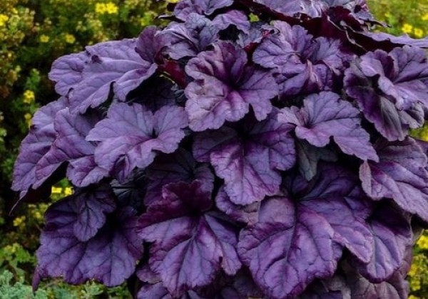 Heuchera hybrida Wildberry